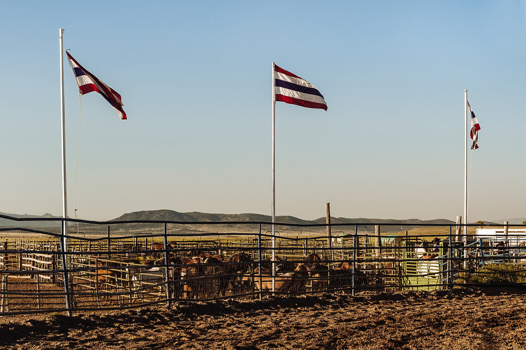 Rodeo-2011-2.jpg